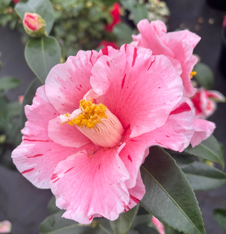 Camellia 'Happy Harlequin'