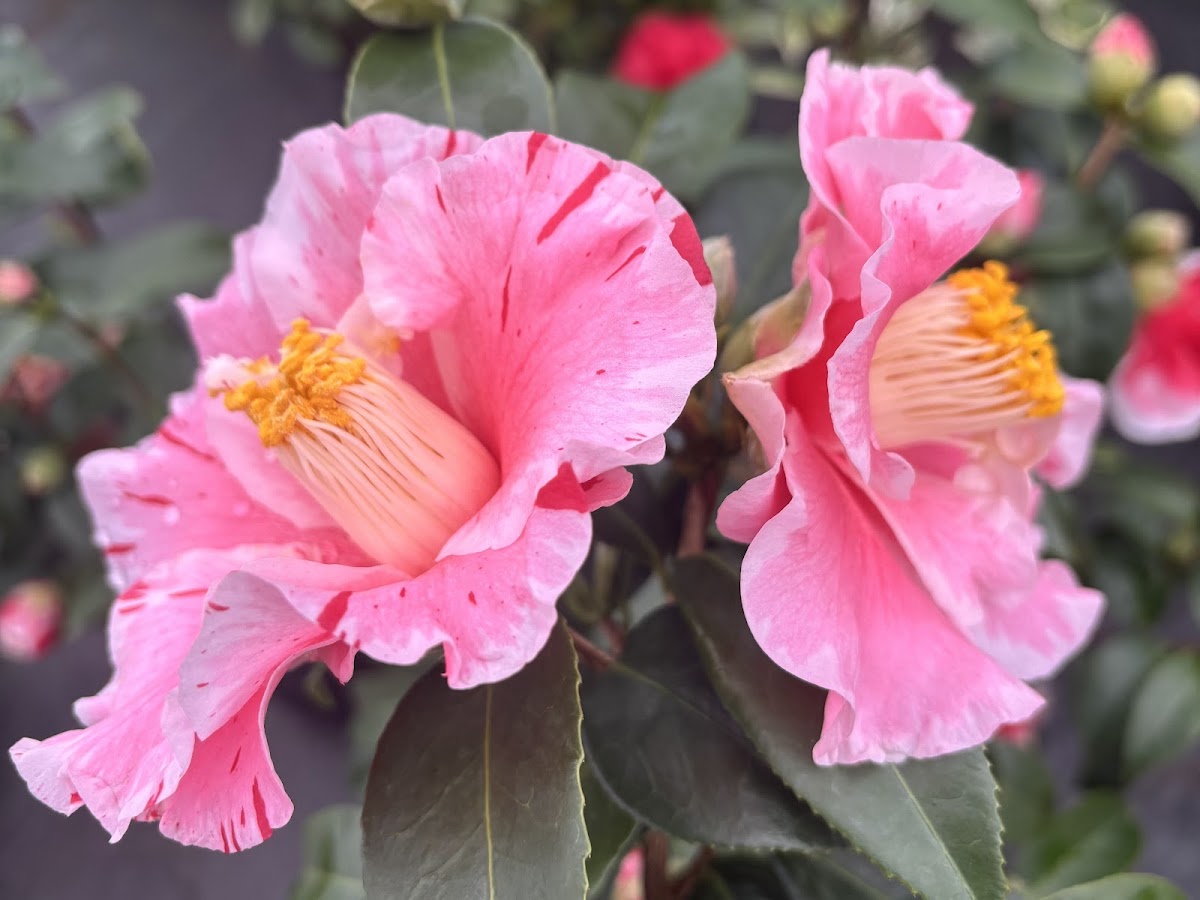 Camellia 'Happy Harlequin'