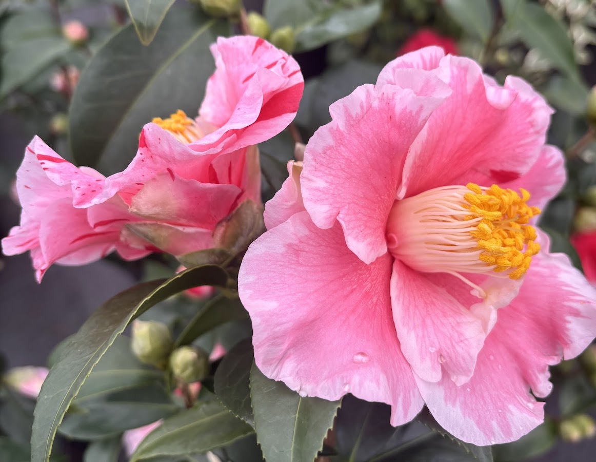 Camellia 'Happy Harlequin'