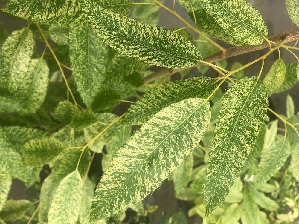 Quercus variabilis "Speckled" EXTREMELY RARE!