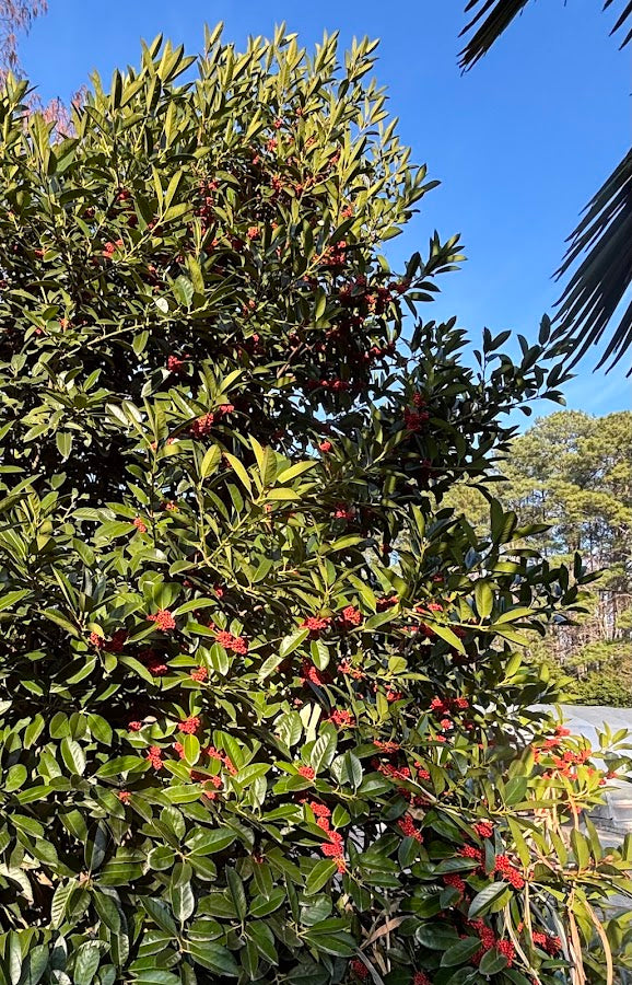 Ilex latifolia 'Gulino Garden'