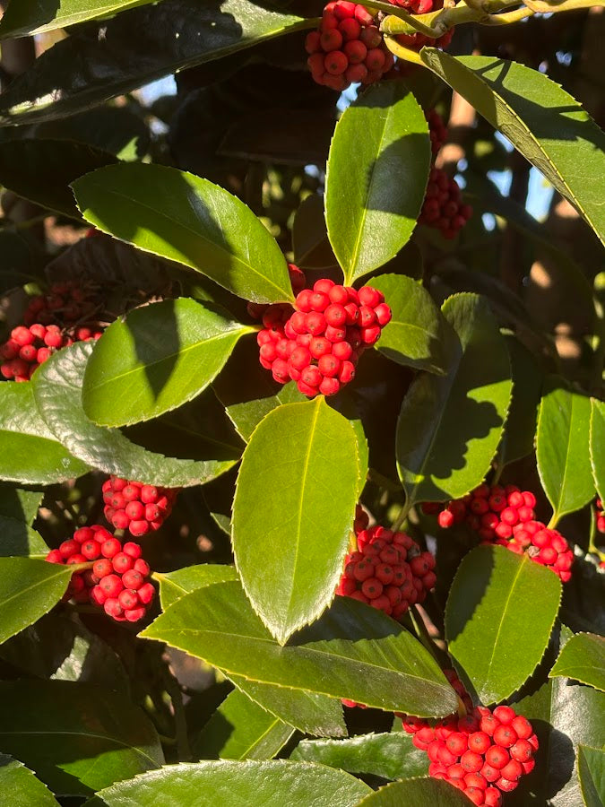 Ilex latifolia 'Gulino Garden'
