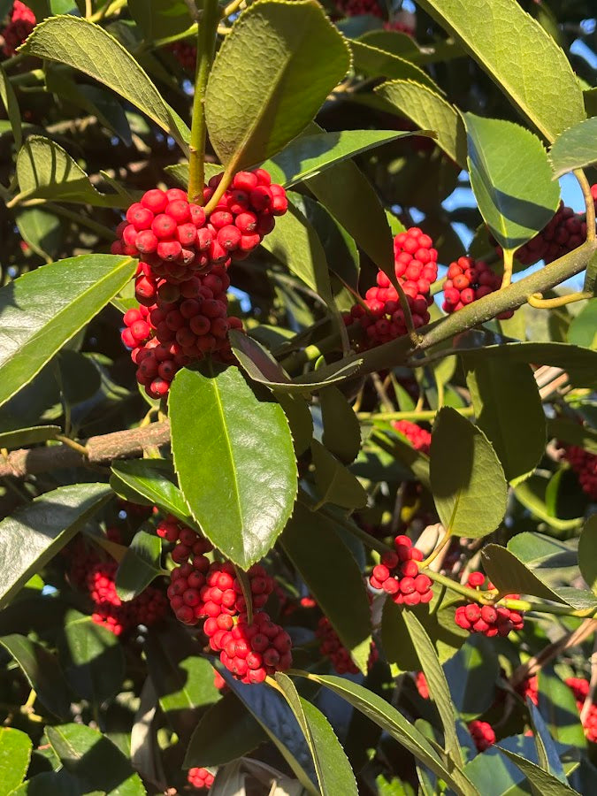 Ilex latifolia 'Gulino Garden'