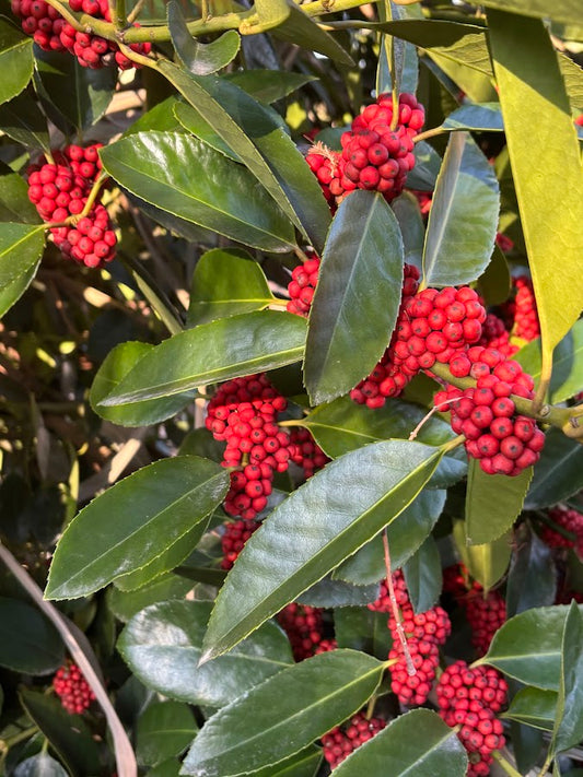 Ilex latifolia 'Gulino Garden'