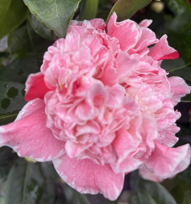 Camellia japonica 'Owen Henry'
