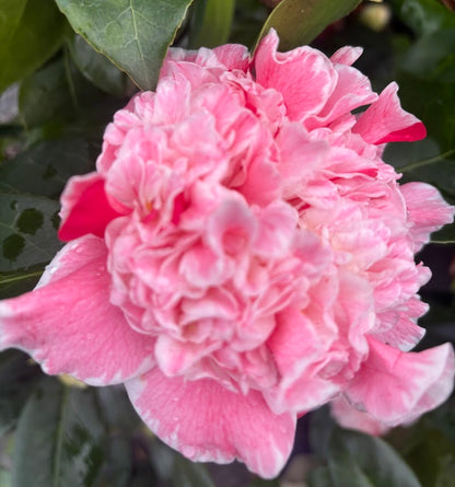 Camellia japonica 'Owen Henry'