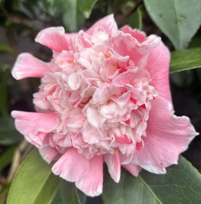 Camellia japonica 'Owen Henry'