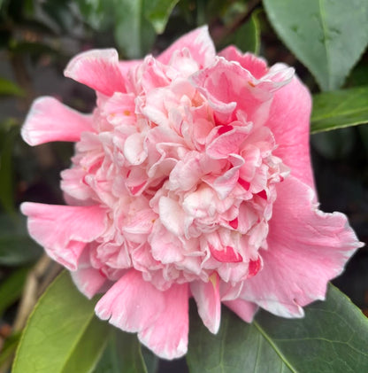 Camellia japonica 'Owen Henry'