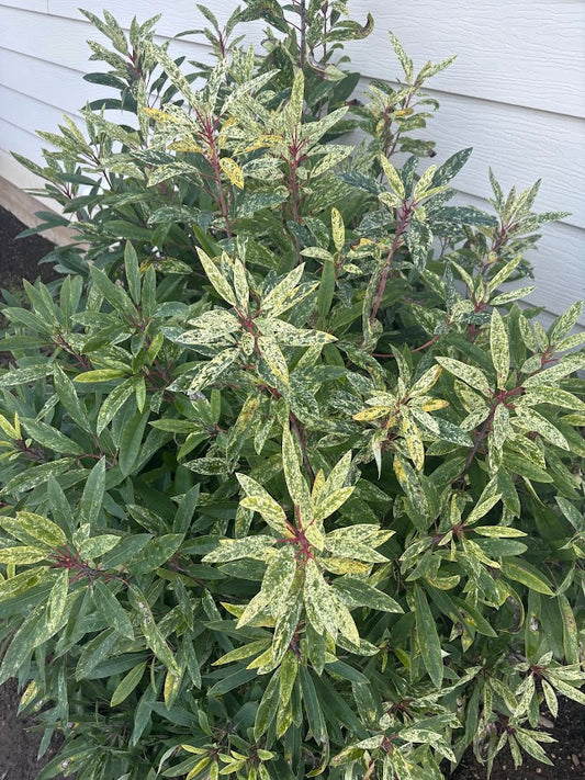 Daphniphyllum teijsmannii 'Fubuki-nishiki'  EXTREMELY RARE!!!