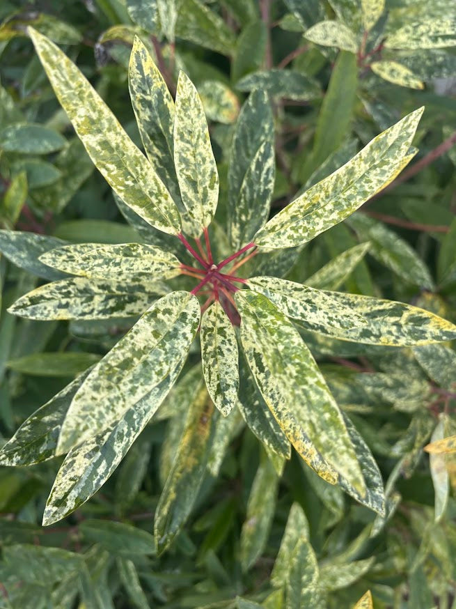 Daphniphyllum teijsmannii 'Fubuki-nishiki'  EXTREMELY RARE!!!