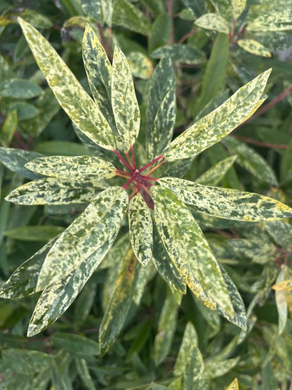 Daphniphyllum teijsmannii 'Fubuki-nishiki'  EXTREMELY RARE!!!
