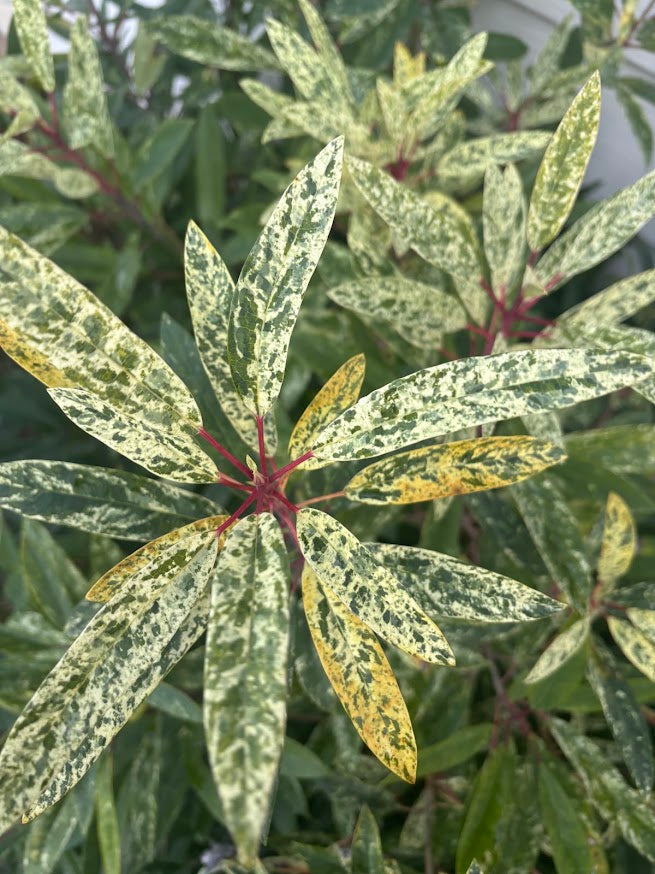 Daphniphyllum teijsmannii 'Fubuki-nishiki'  EXTREMELY RARE!!!