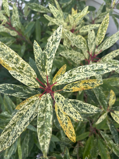 Daphniphyllum teijsmannii 'Fubuki-nishiki'  EXTREMELY RARE!!!