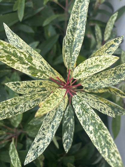 Daphniphyllum teijsmannii 'Fubuki-nishiki'  EXTREMELY RARE!!!