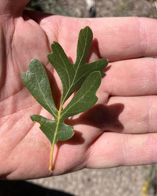Quercus gambelii "cut leaf" seedlings