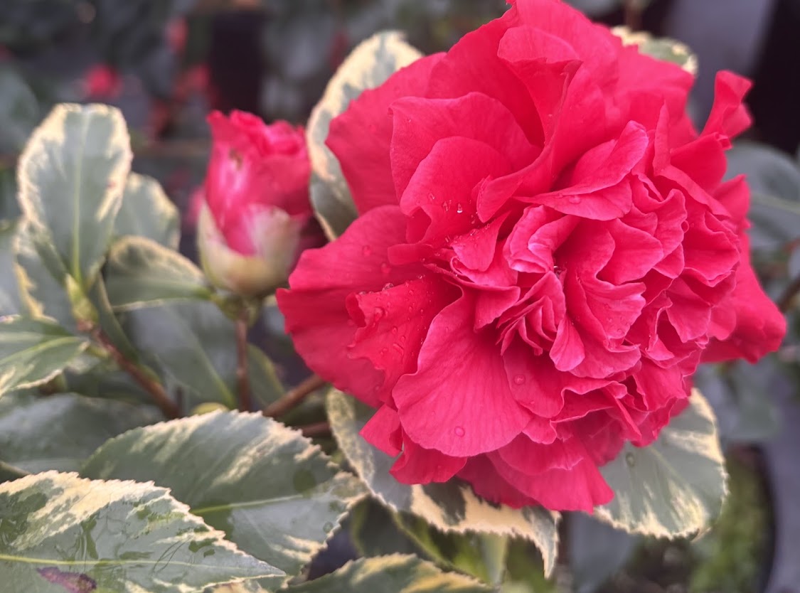 Camellia 'Harbor Party'