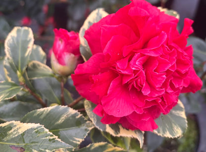 Camellia 'Harbor Party'