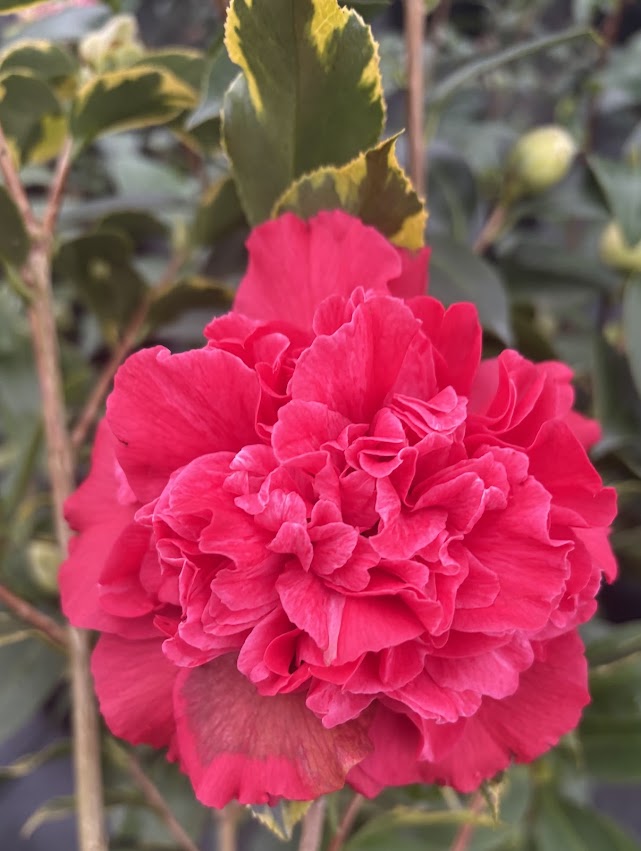 Camellia 'Harbor Party'