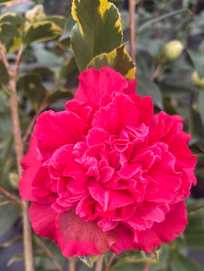Camellia 'Harbor Party'