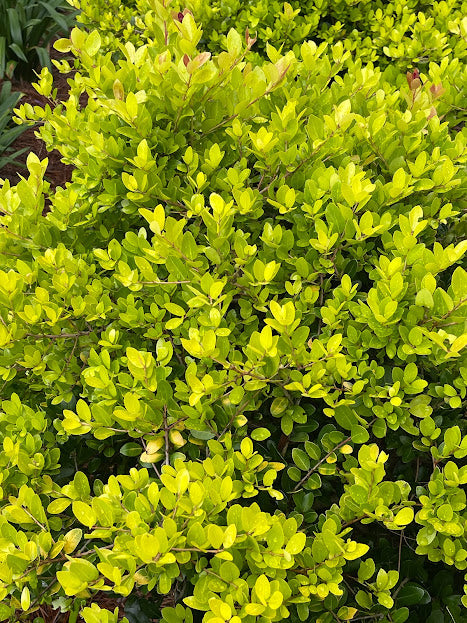 Ilex vomitoria 'Panhandle Gold' RARE – Garden Treasures Nursery