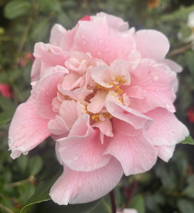 Camellia japonica 'Owen Henry'