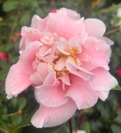 Camellia japonica 'Owen Henry'
