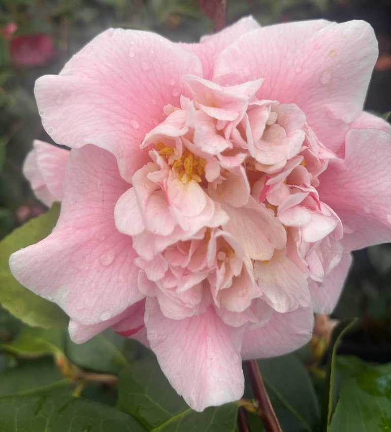 Camellia japonica 'Owen Henry'