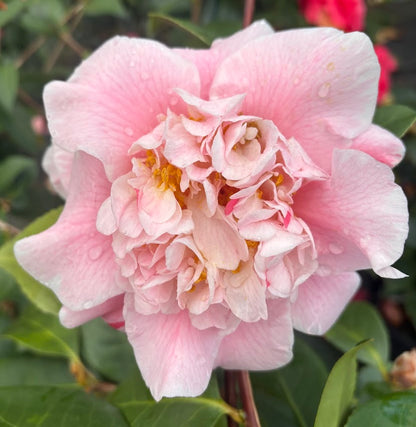 Camellia japonica 'Owen Henry'