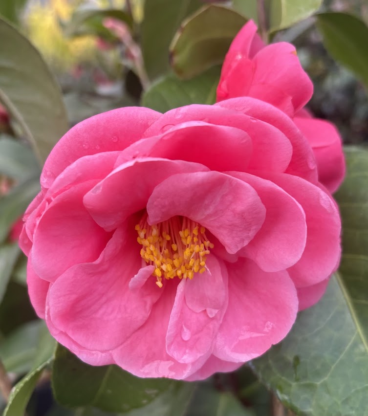 Camellia x 'Coral Castle'