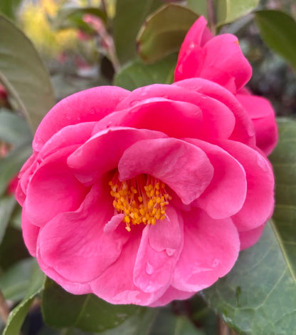 Camellia x 'Coral Castle'