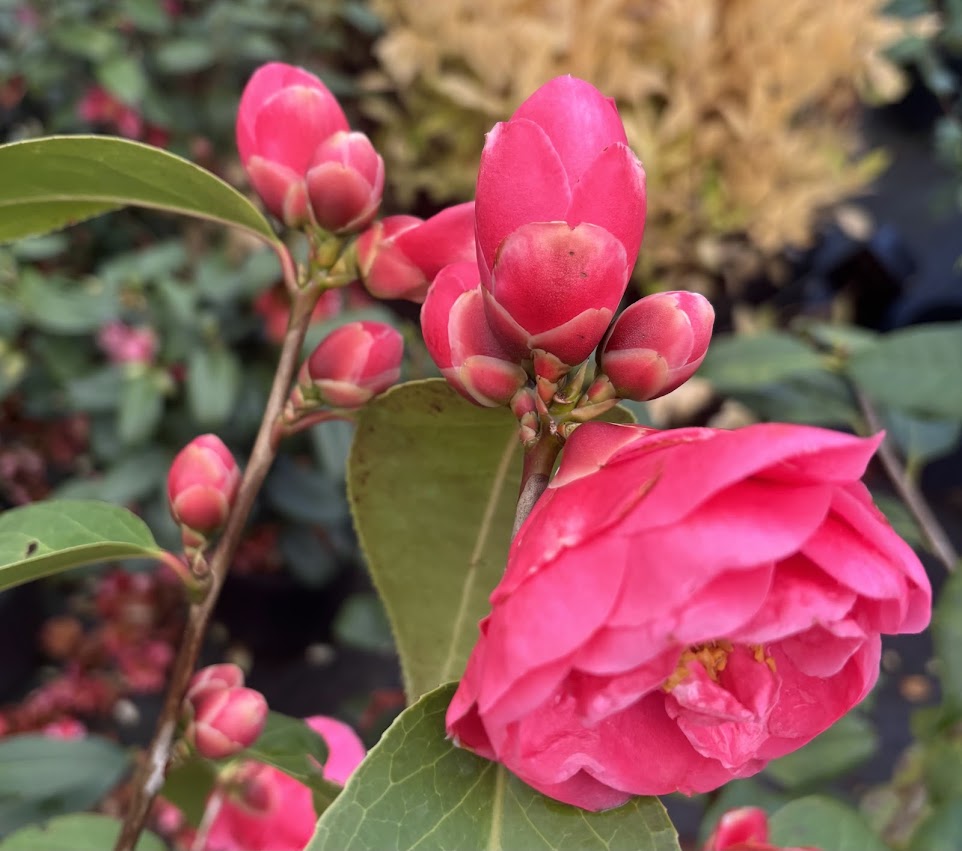 Camellia x 'Coral Castle'