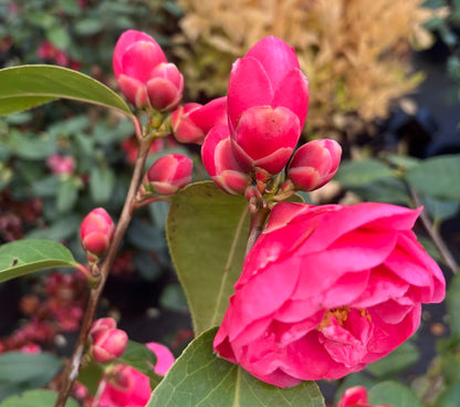Camellia x 'Coral Castle'