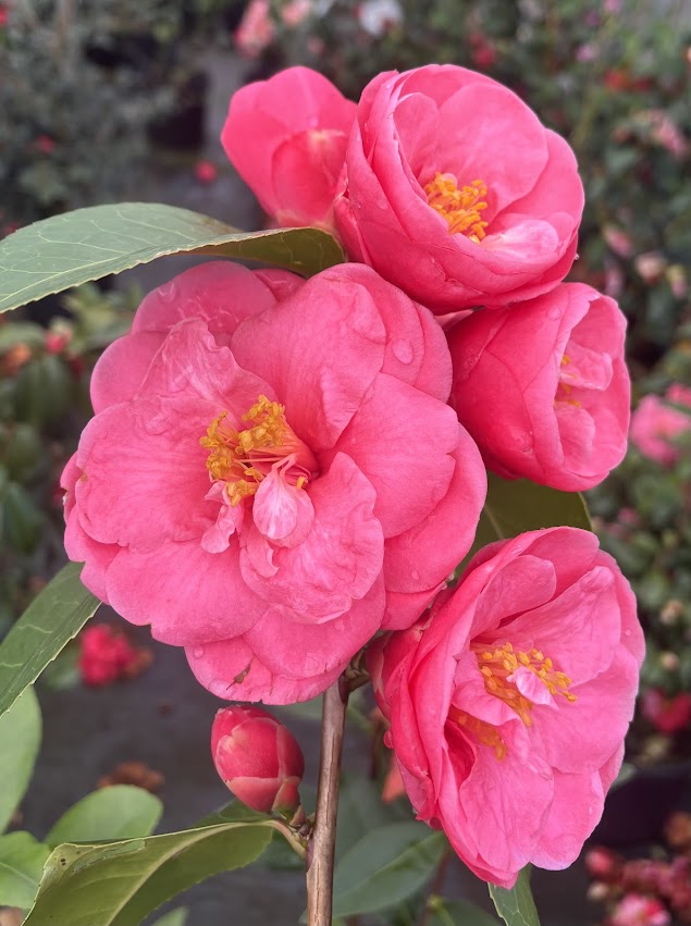 Camellia x 'Coral Castle'