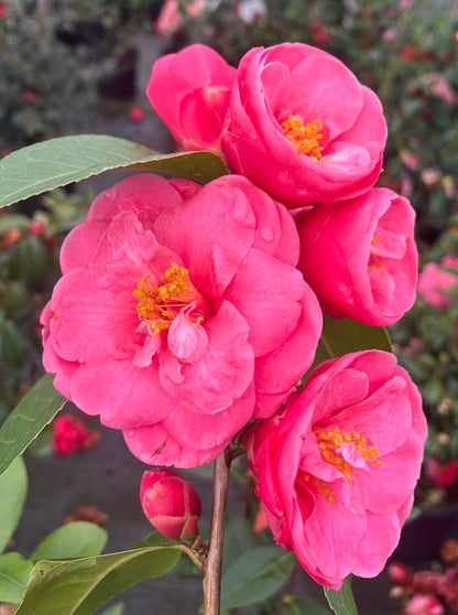 Camellia x 'Coral Castle'