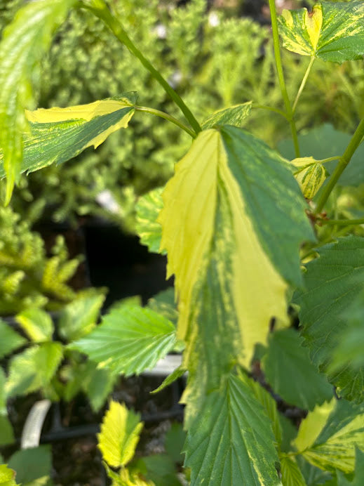 Viburbum dentatum 'Island Treasure' RARE