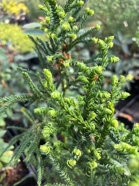 Cryptomeria japonica 'Rasen'