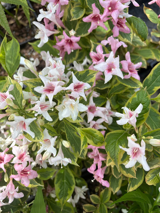 Weigela florida 'Variegata'
