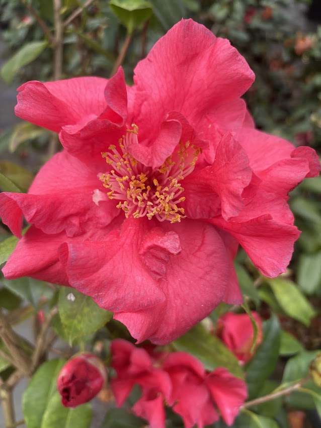 Camellia japonica 'Loverboy'