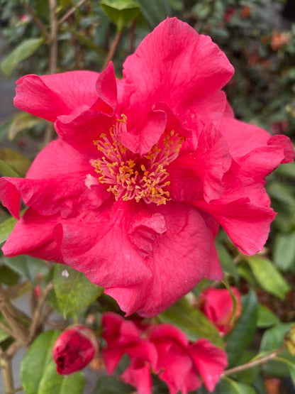 Camellia japonica 'Loverboy'