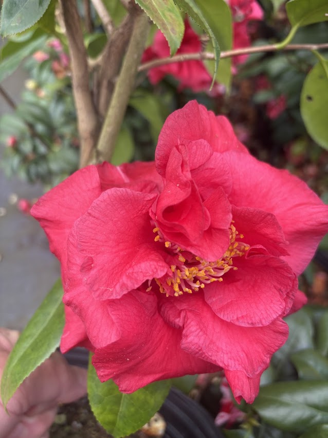 Camellia japonica 'Loverboy'