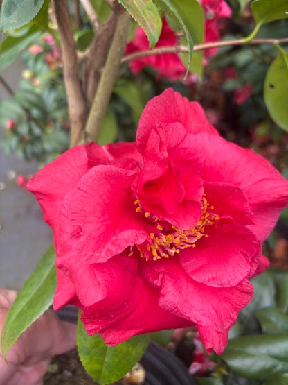 Camellia japonica 'Loverboy'