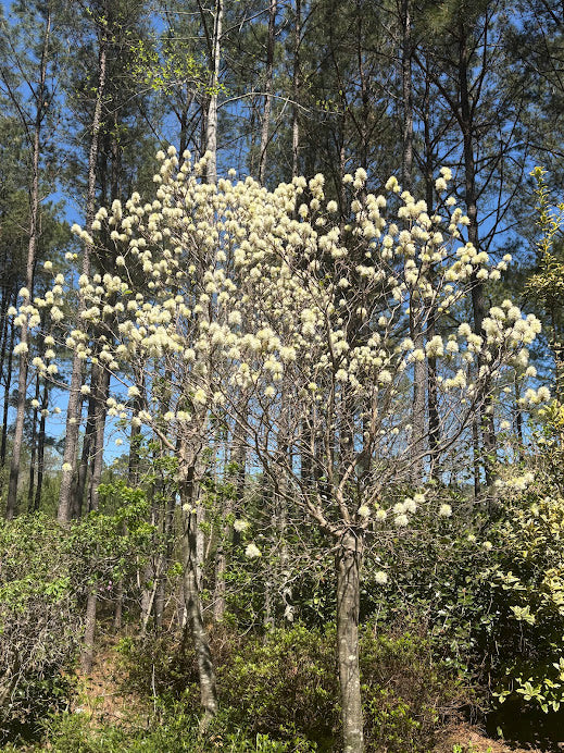 Fothergilla x intermedia 'Blue Shadow'
