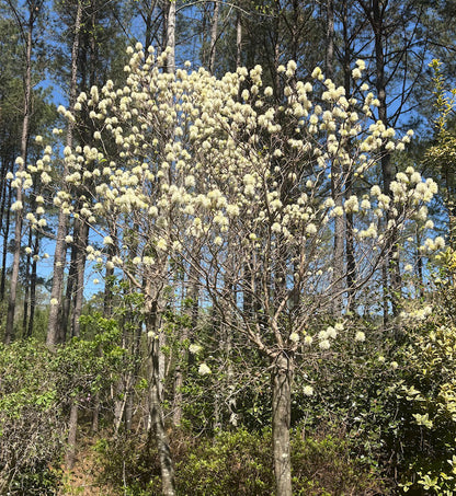 Fothergilla x intermedia 'Blue Shadow'