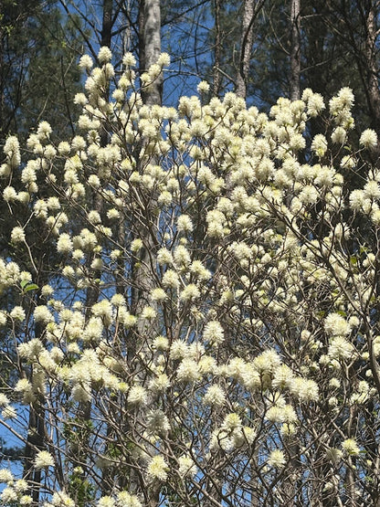 Fothergilla x intermedia 'Blue Shadow'