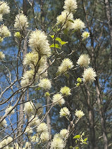 Fothergilla x intermedia 'Blue Shadow'