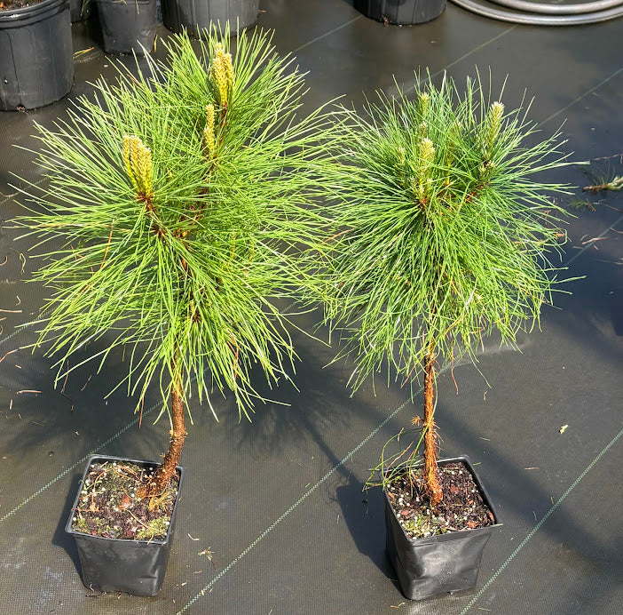 Pinus taeda "Jewel Box" 'Jade' EXCLUSIVE NEW INTRODUCTION !  RARE!! GRAFTED  PLANTS