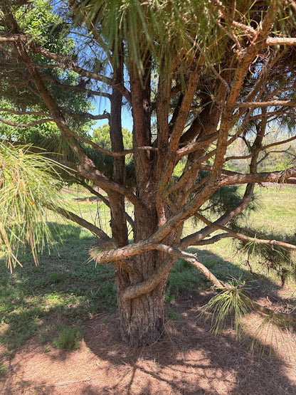 Pinus taeda "Jewel Box" 'Jade' EXCLUSIVE NEW INTRODUCTION !  RARE!! GRAFTED  PLANTS