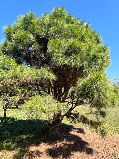 Pinus taeda "Jewel Box" 'Jade' EXCLUSIVE NEW INTRODUCTION !  RARE!! GRAFTED  PLANTS