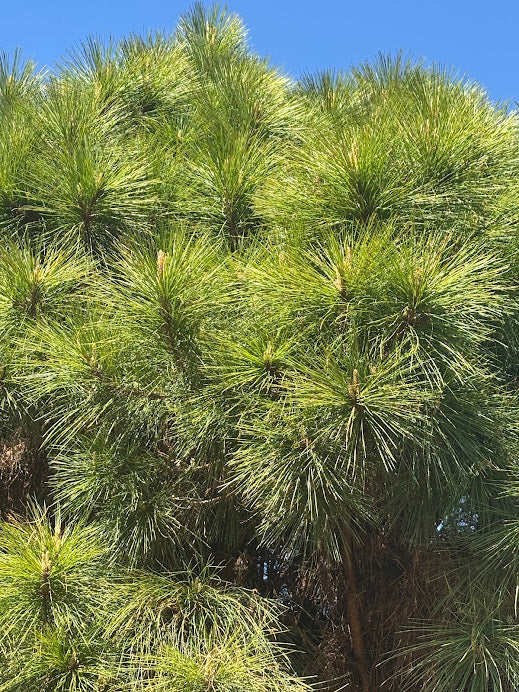 Pinus taeda "Jewel Box" 'Jade' EXCLUSIVE NEW INTRODUCTION !  RARE!! GRAFTED  PLANTS