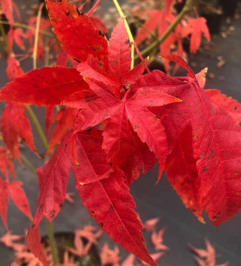 Acer elegantulum